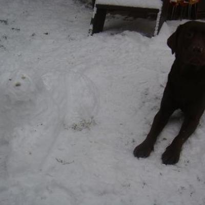 calie et un chien des neiges